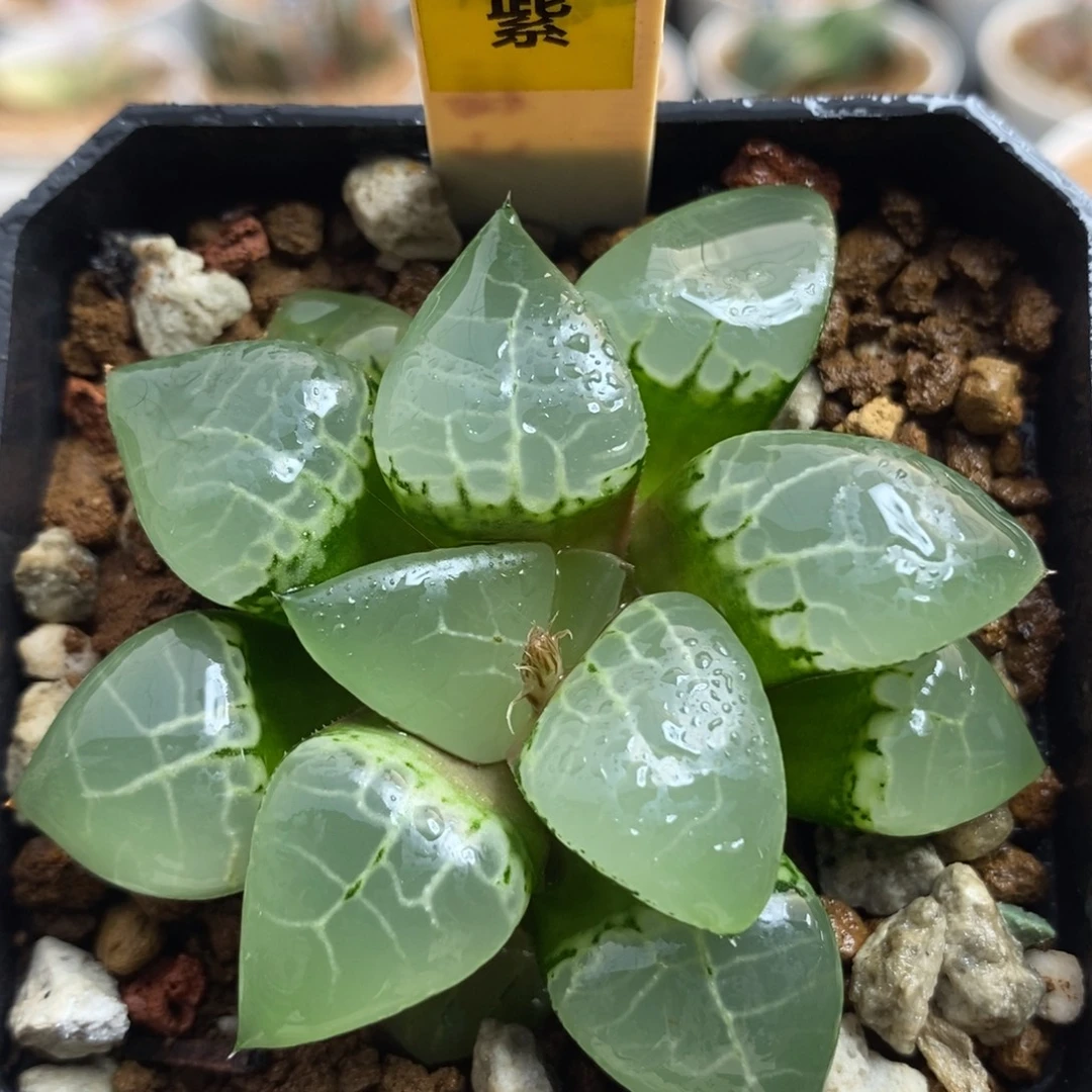 510月光女神一物一拍