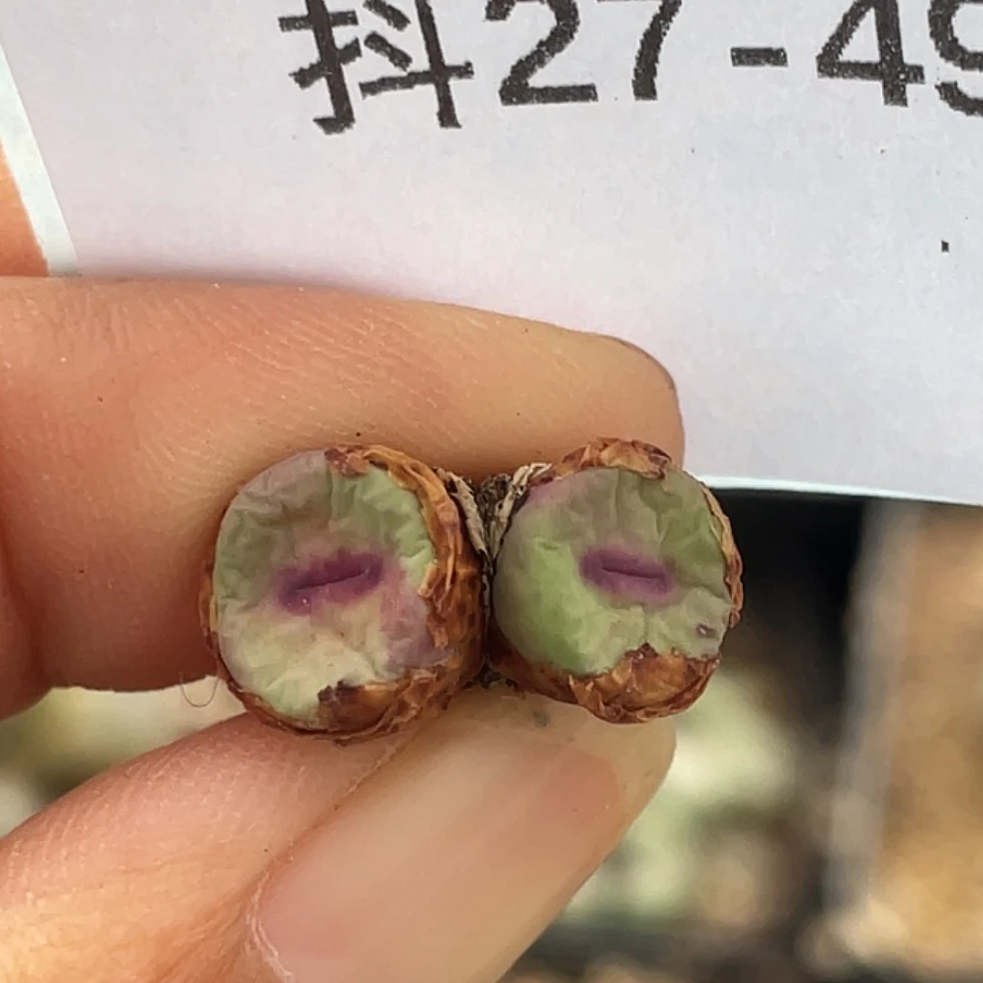 27-49嘴多肉植物肉锥