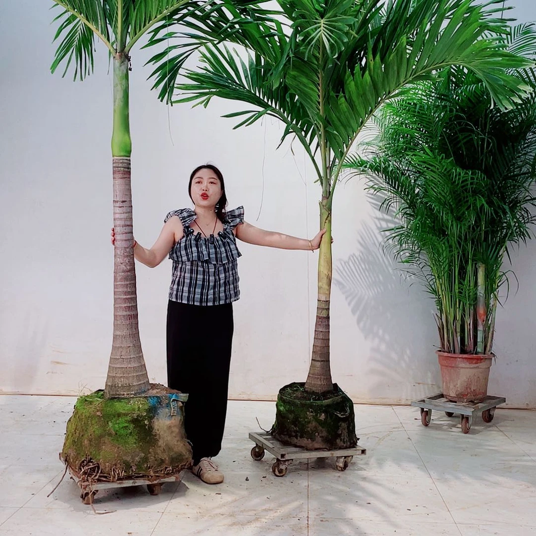 无花朵清****.35790000000