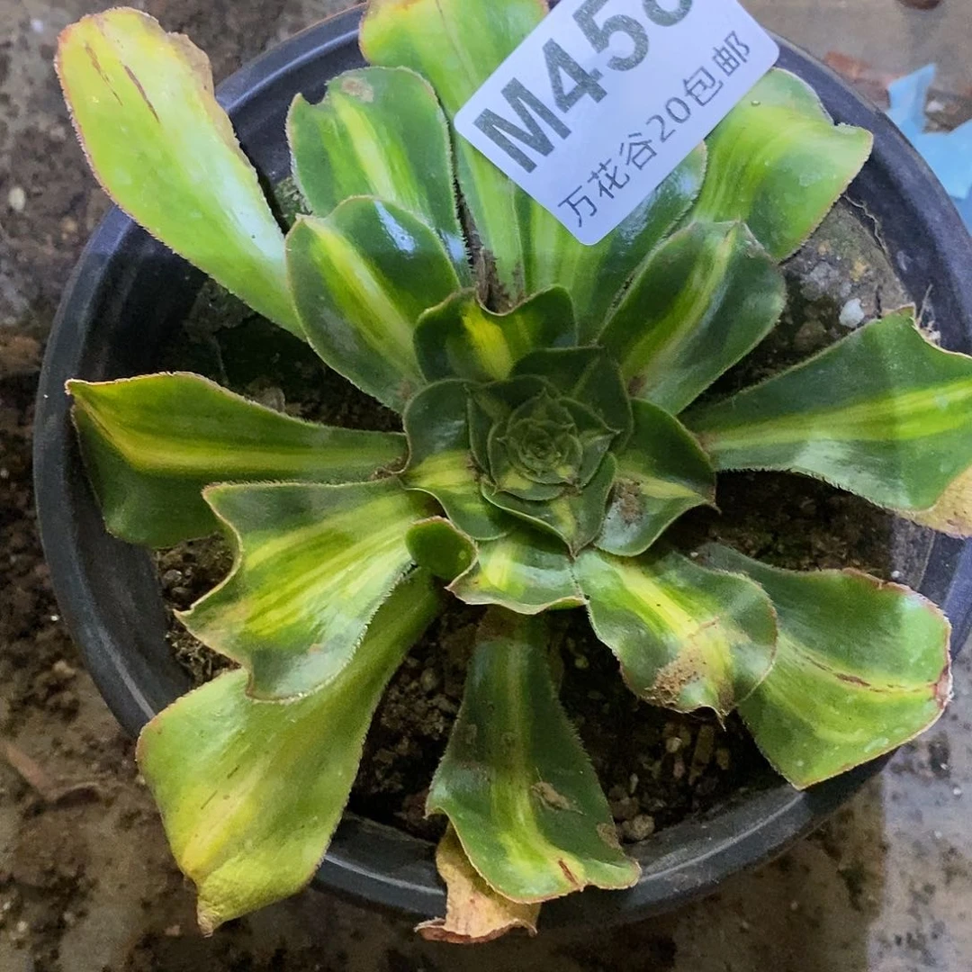 458暴君多肉植物