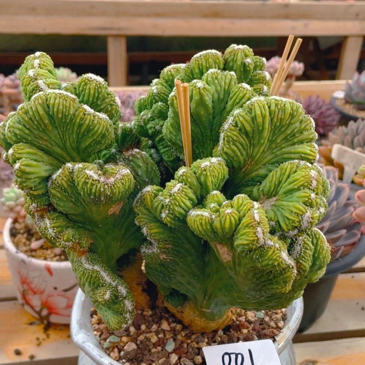 O*谢谢你的支持000000001