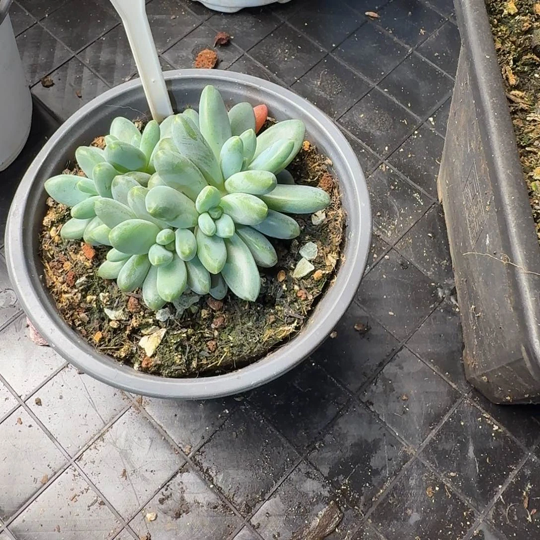 多肉植物啊蒂斯托611