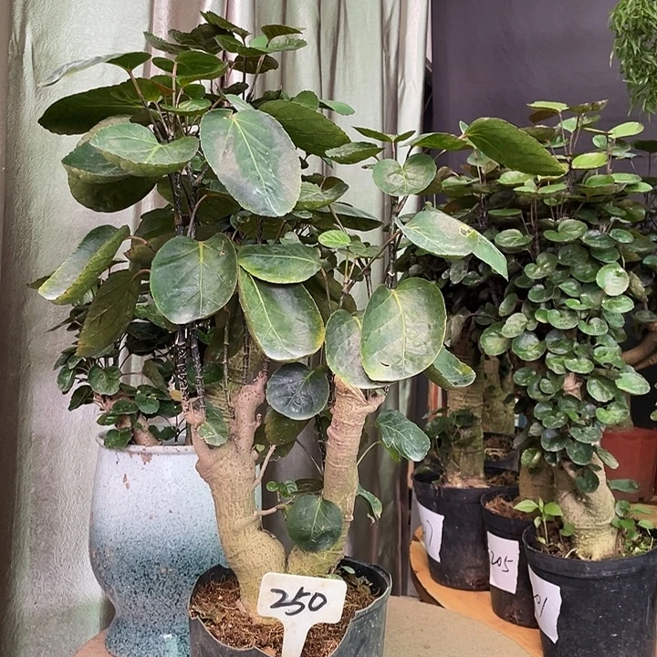 完全开放367886556