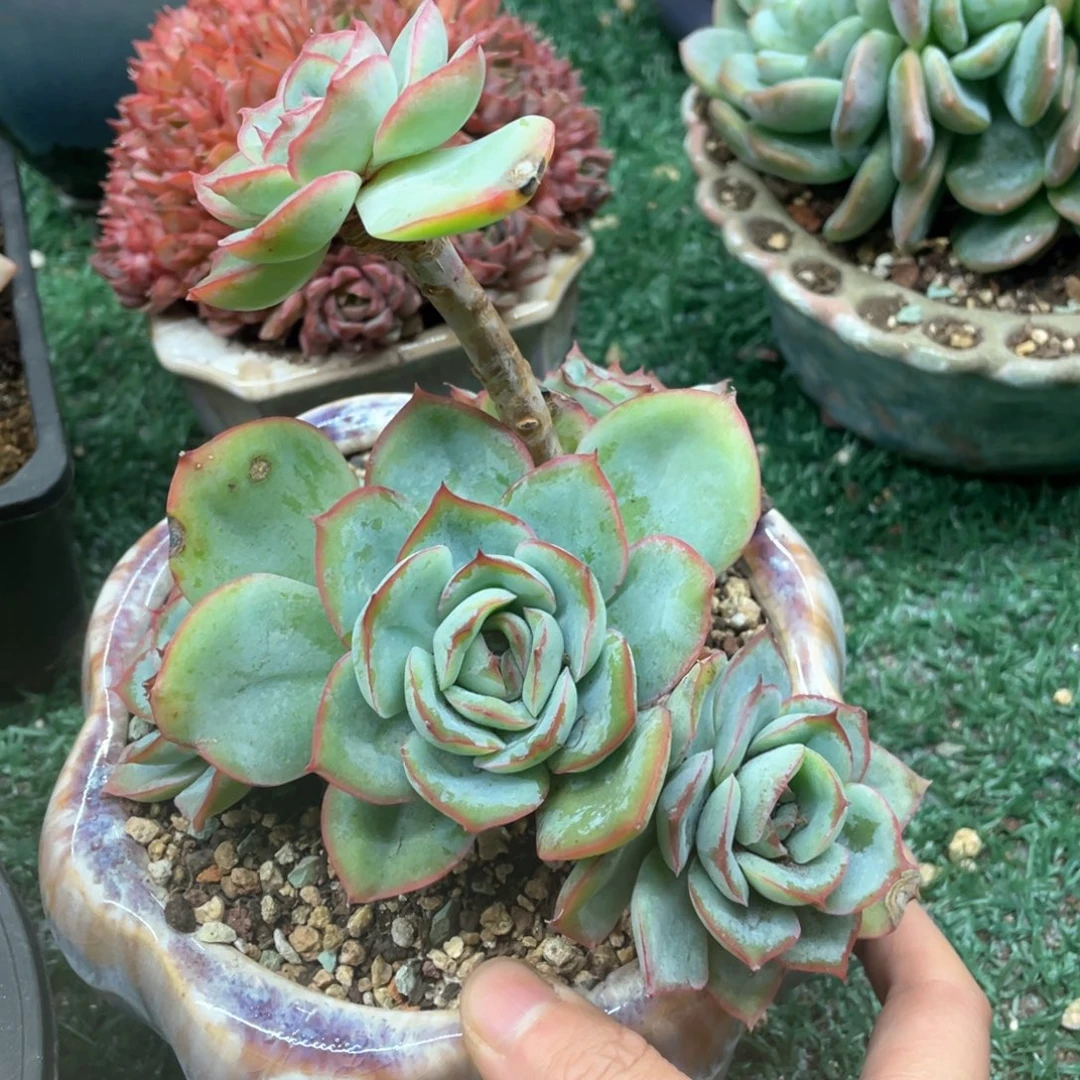 晨露一物一拍28包邮非偏远