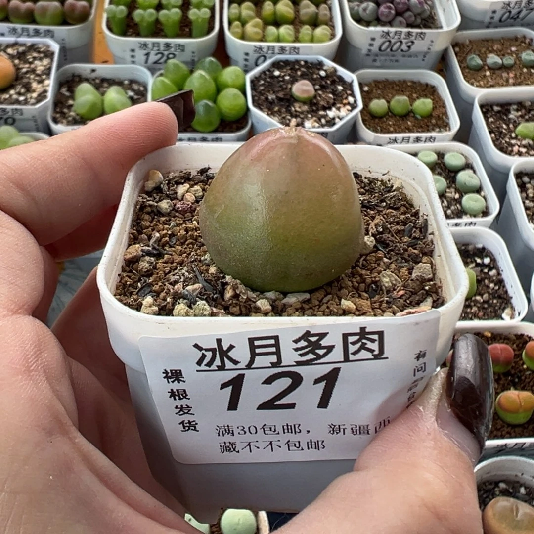121灯泡带盆土发货