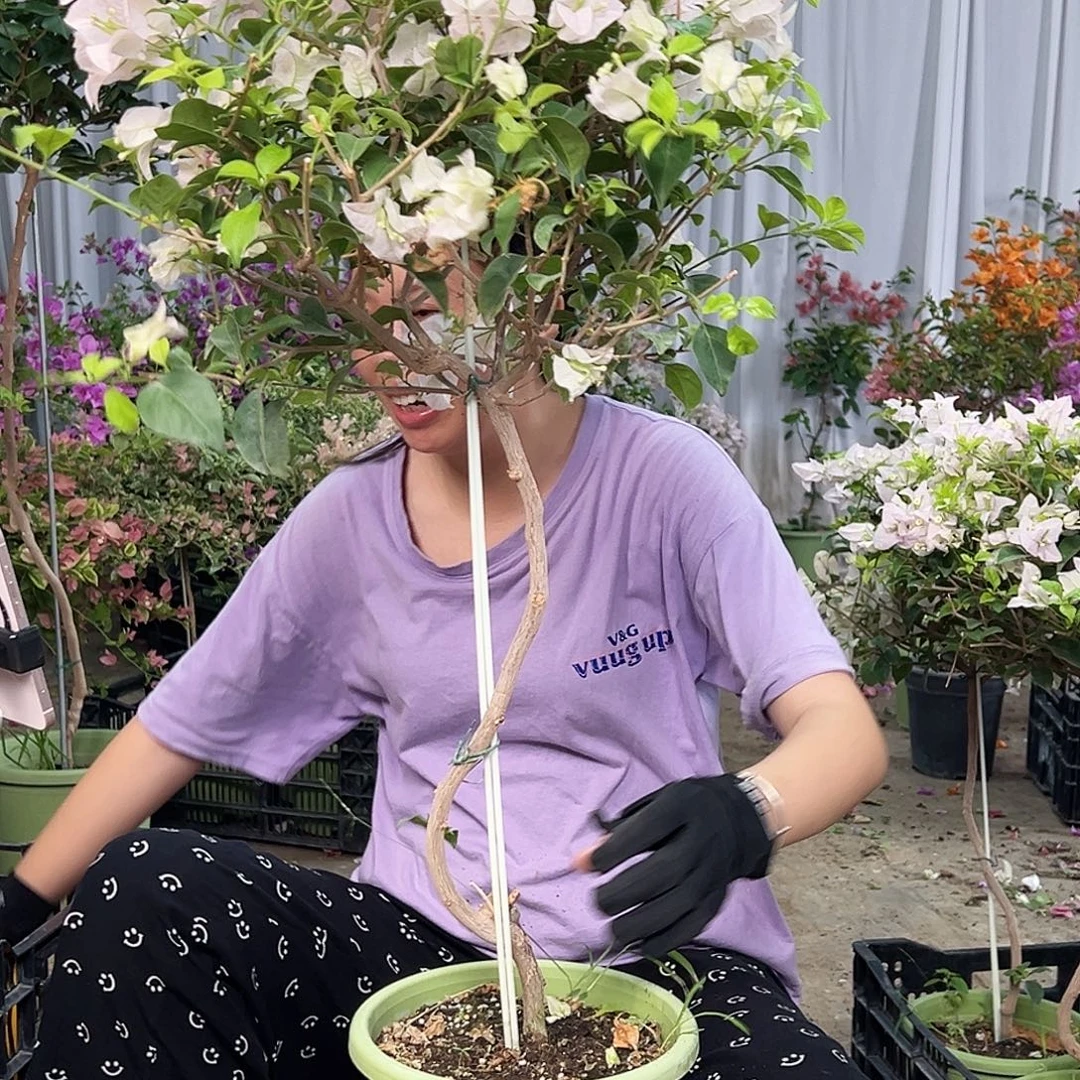西***瓜完全开放K69苹果苹果