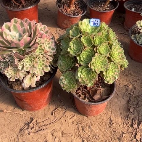 763多肉植物组合，