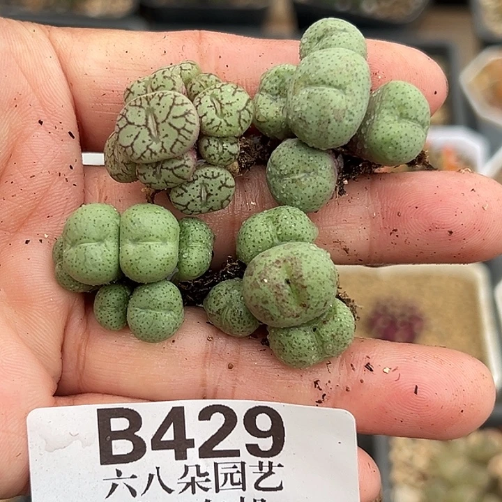 无花朵429号开播福利肉锥4颗