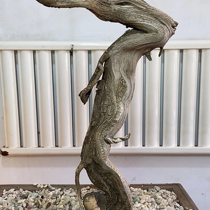 叶***土柏木崖柏根雕天然艺术