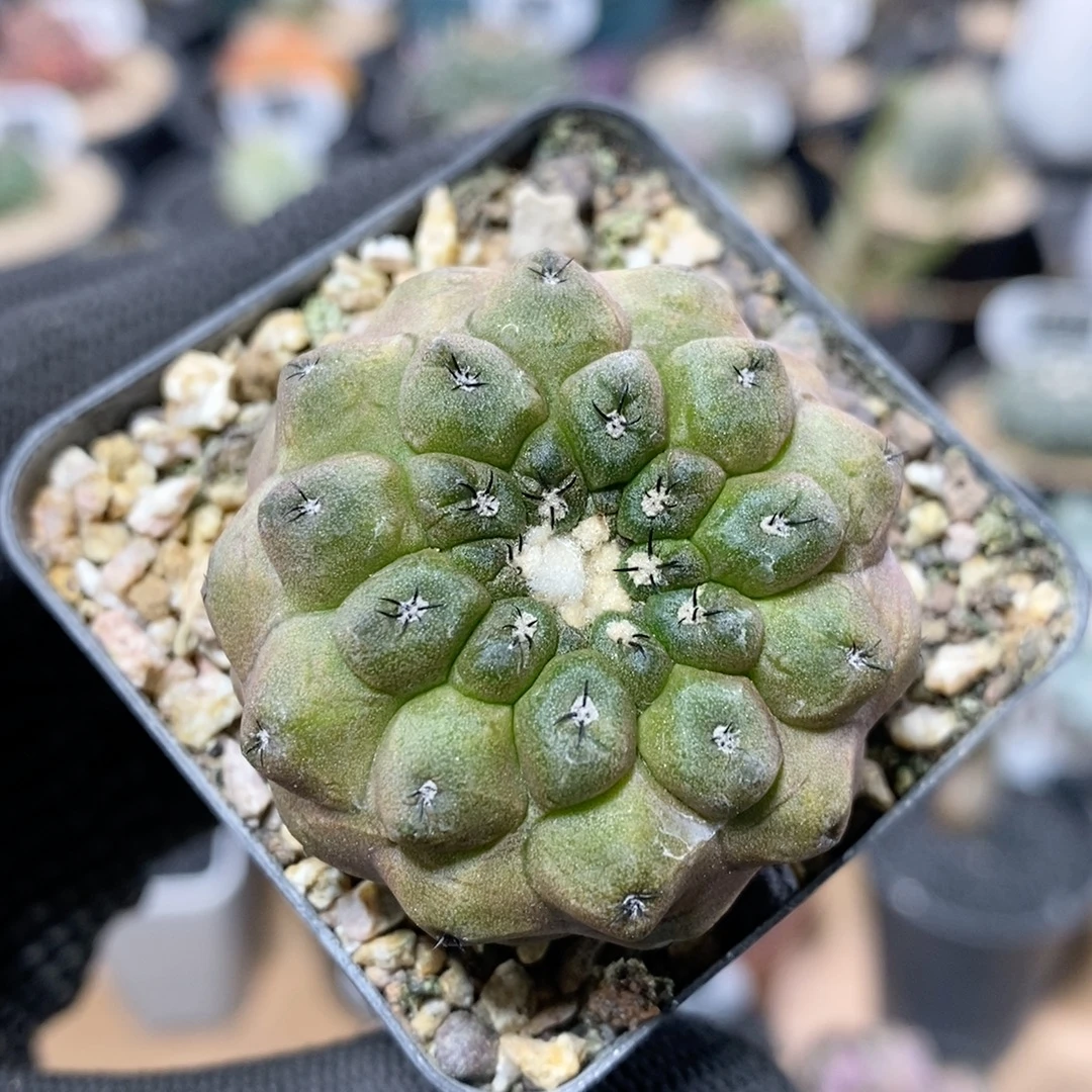 317号实生蜥蜴皮4cm