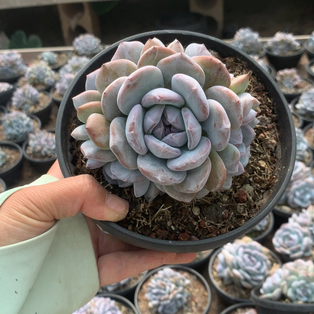 无花朵无砍花花花花花花花花40