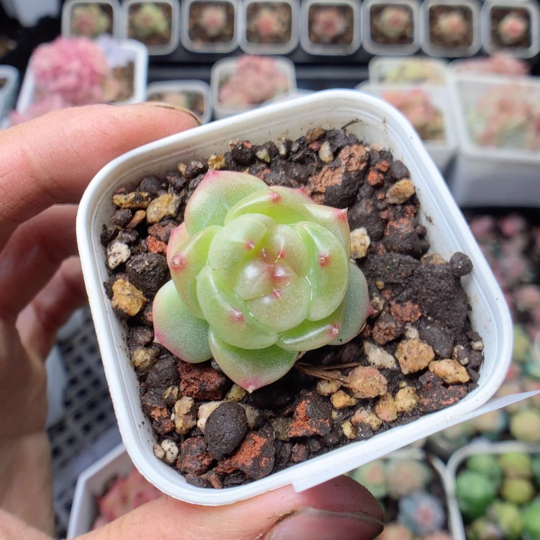 无花朵E108。yyyyyyyy