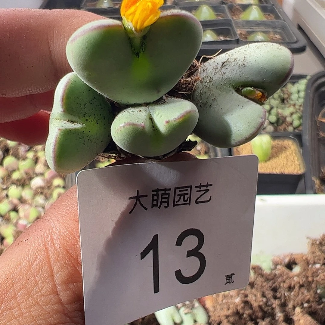 一物一拍。      13