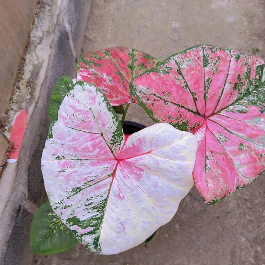 18-0819泰国发货六月新娘