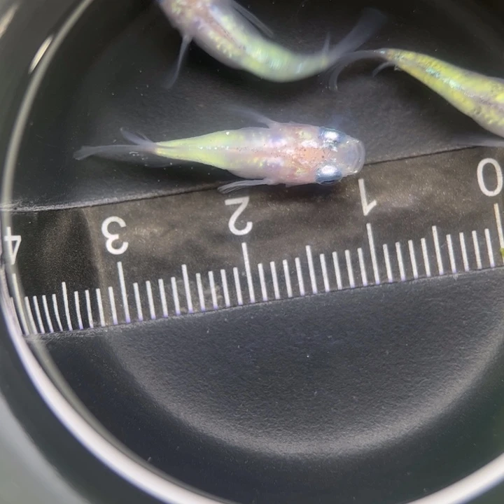 海水鱼蛋白石短球36号