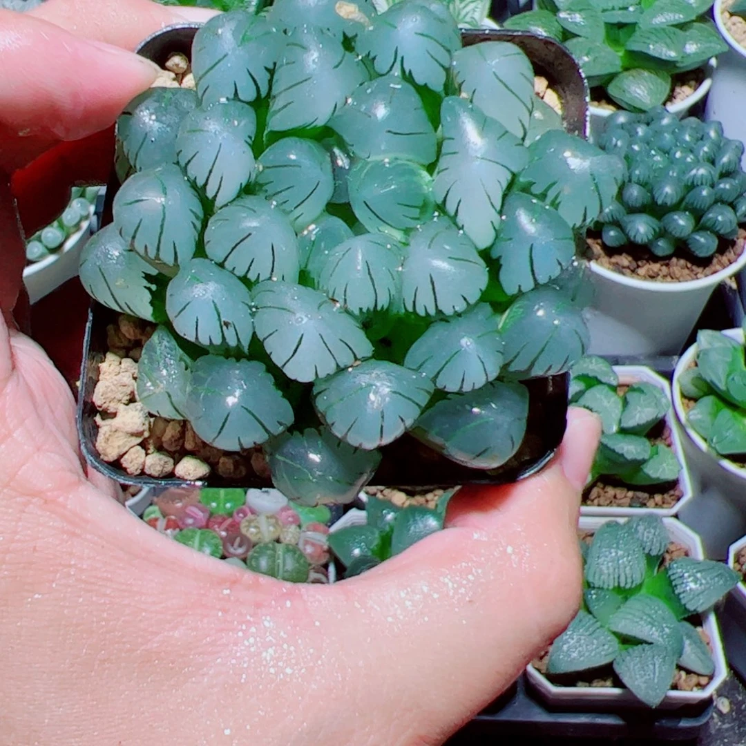 冰灯玉露多肉植物