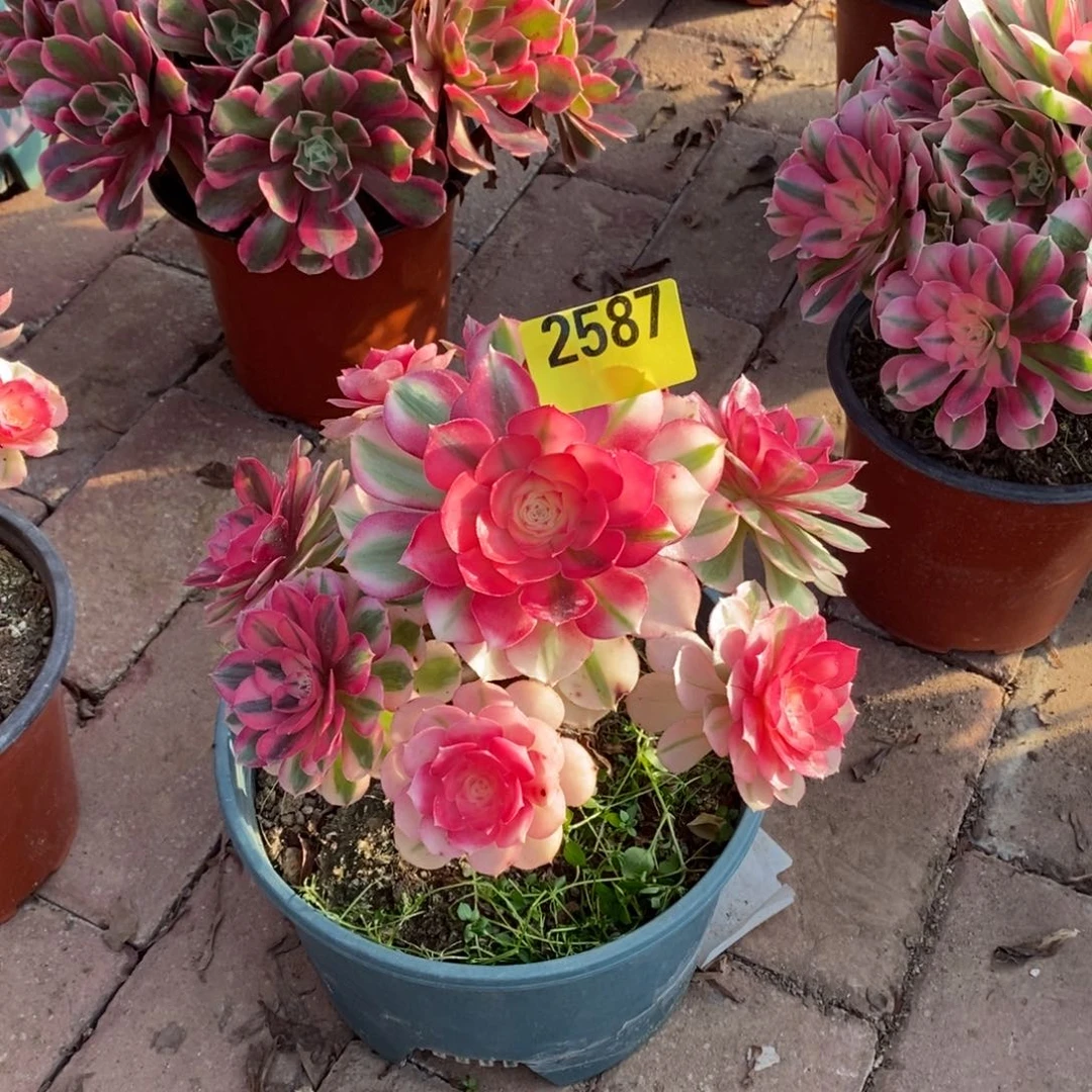 青城多肉法师2587多肉法师