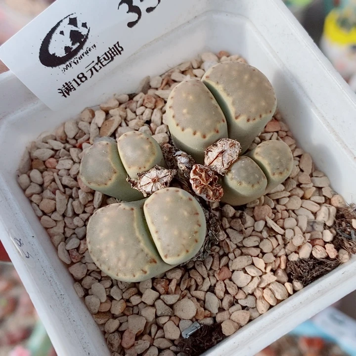 生石花花花花花花350