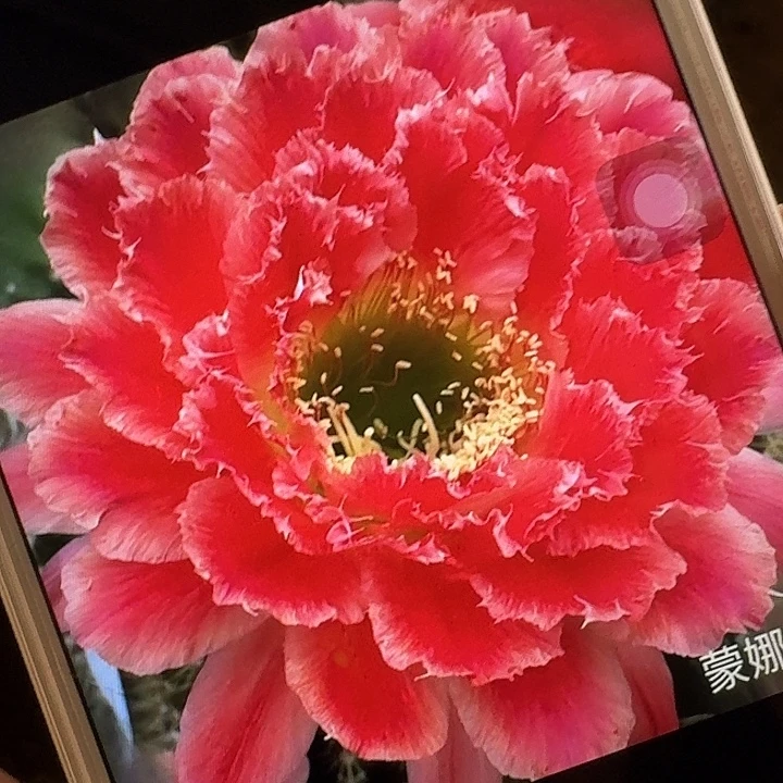 蒙娜丽莎侧芽5公分左右毛花柱（20包邮）