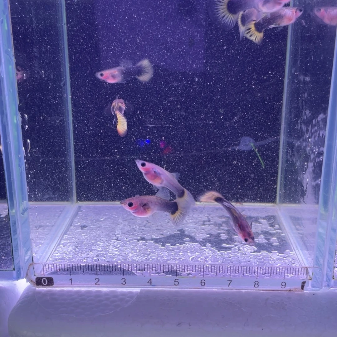 吃***号孔雀鱼所见即所得玻璃猫8条