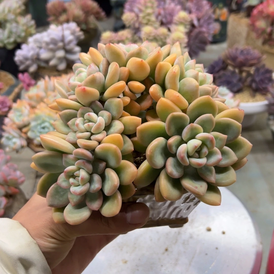 冰清玉洁28 零零多肉植物