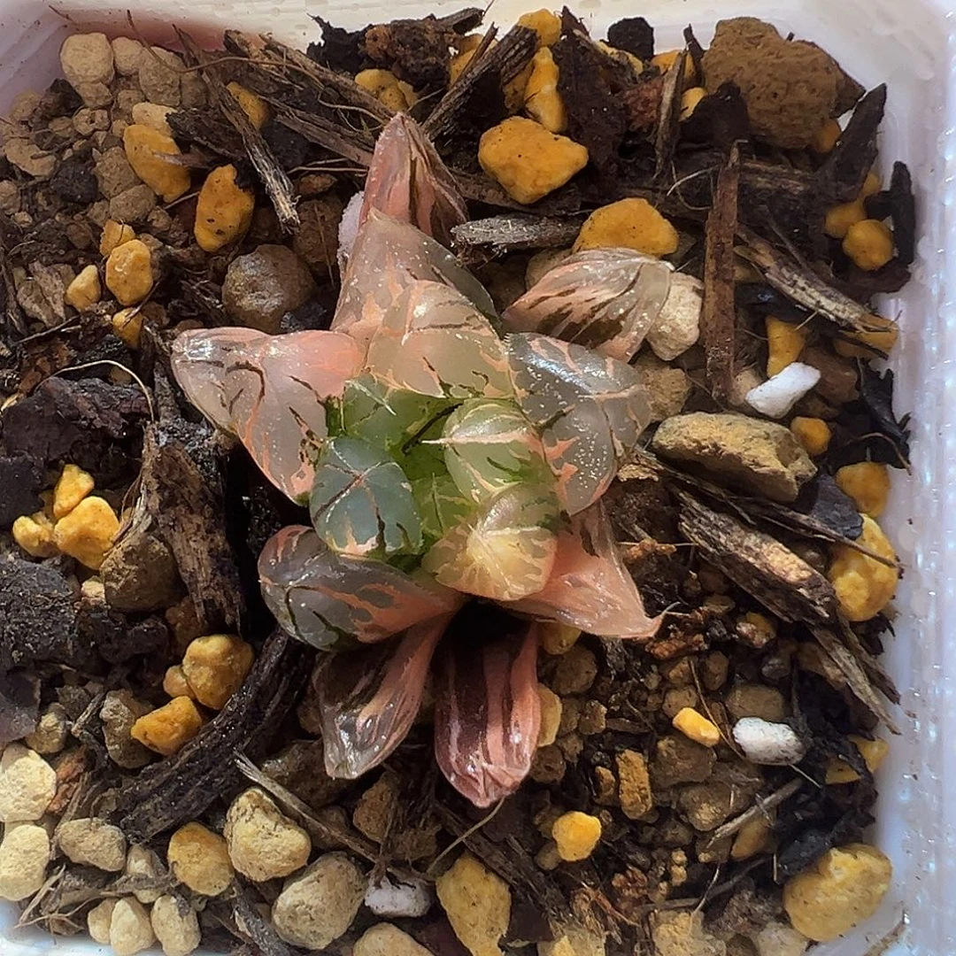 水晶玉露锦特选福利