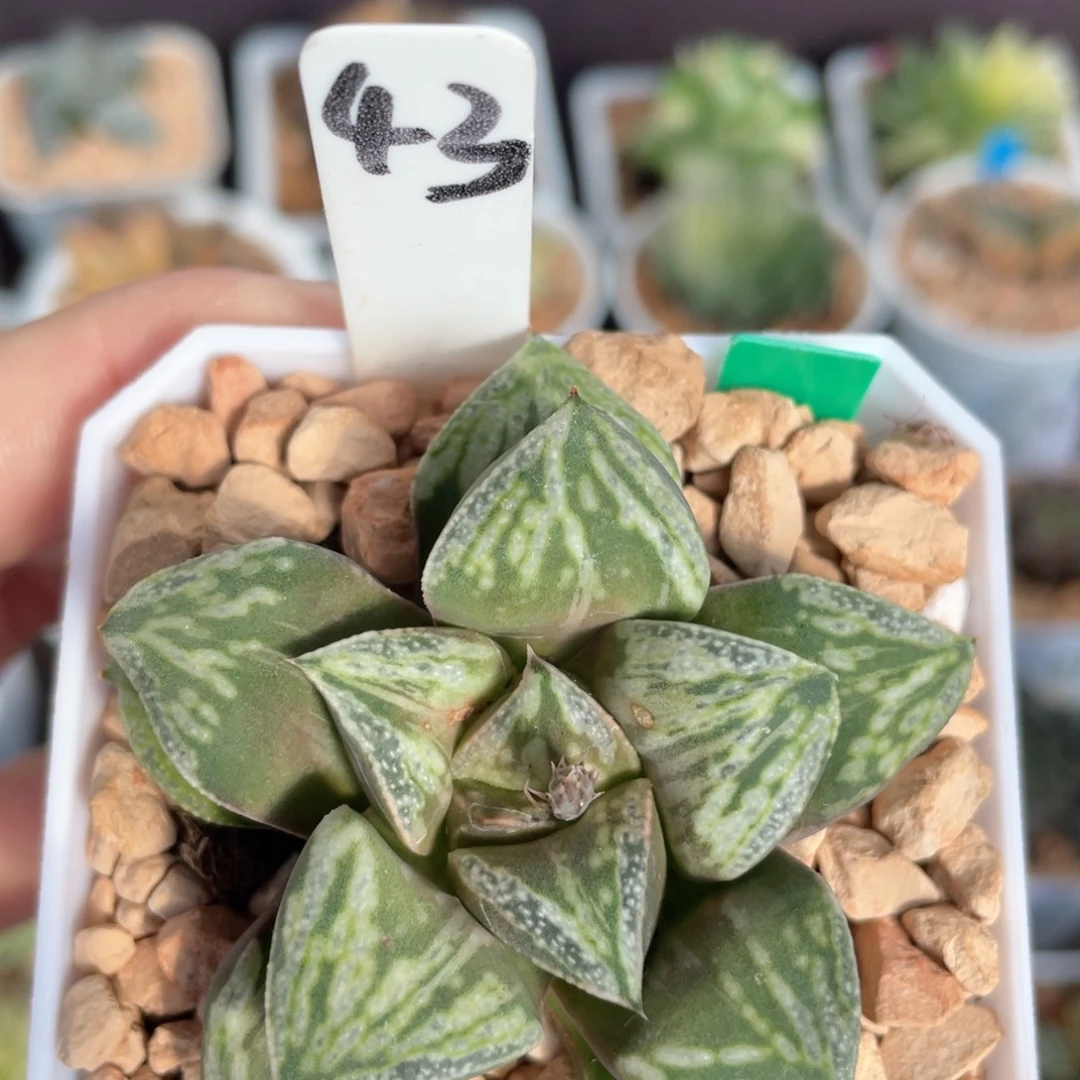 43铜雀台。