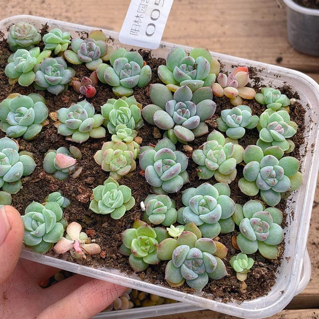 多肉植物多肉植物5