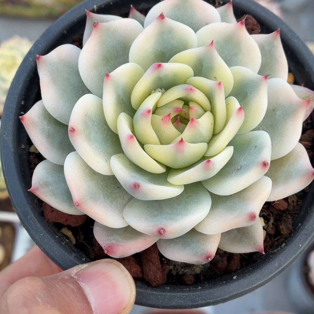 刘六六吉娃娃锦A0056