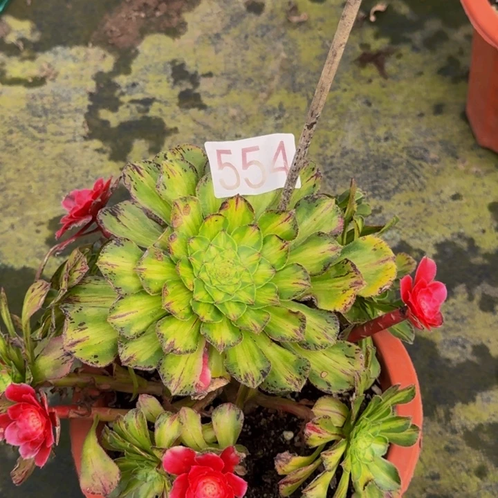 000000000554知否无根福利价