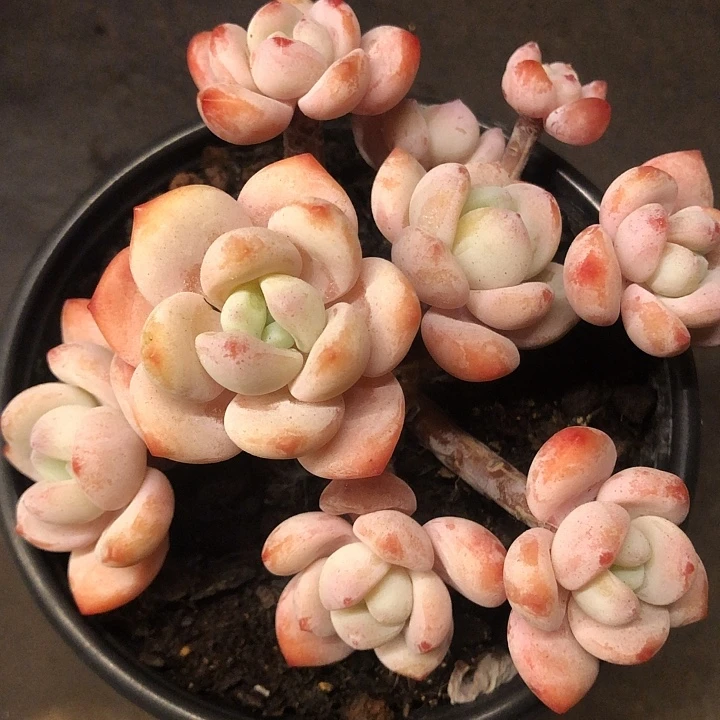 冷香老桩无砍一物一拍