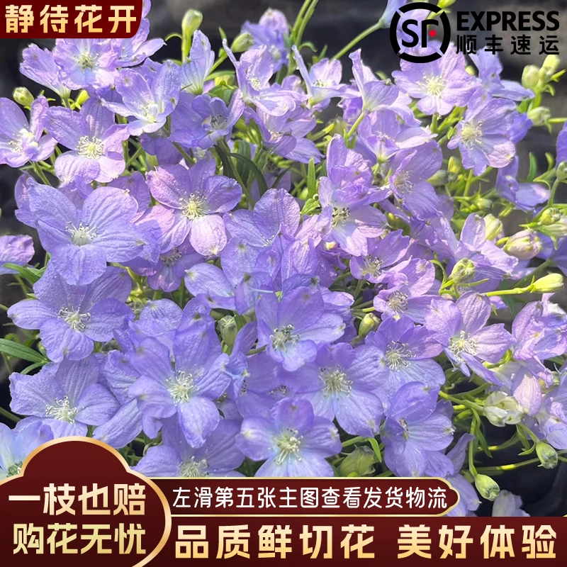 【静待花开】香芋紫-A级小飞燕 斗南基地直发昆明鲜切花顺丰高品质
