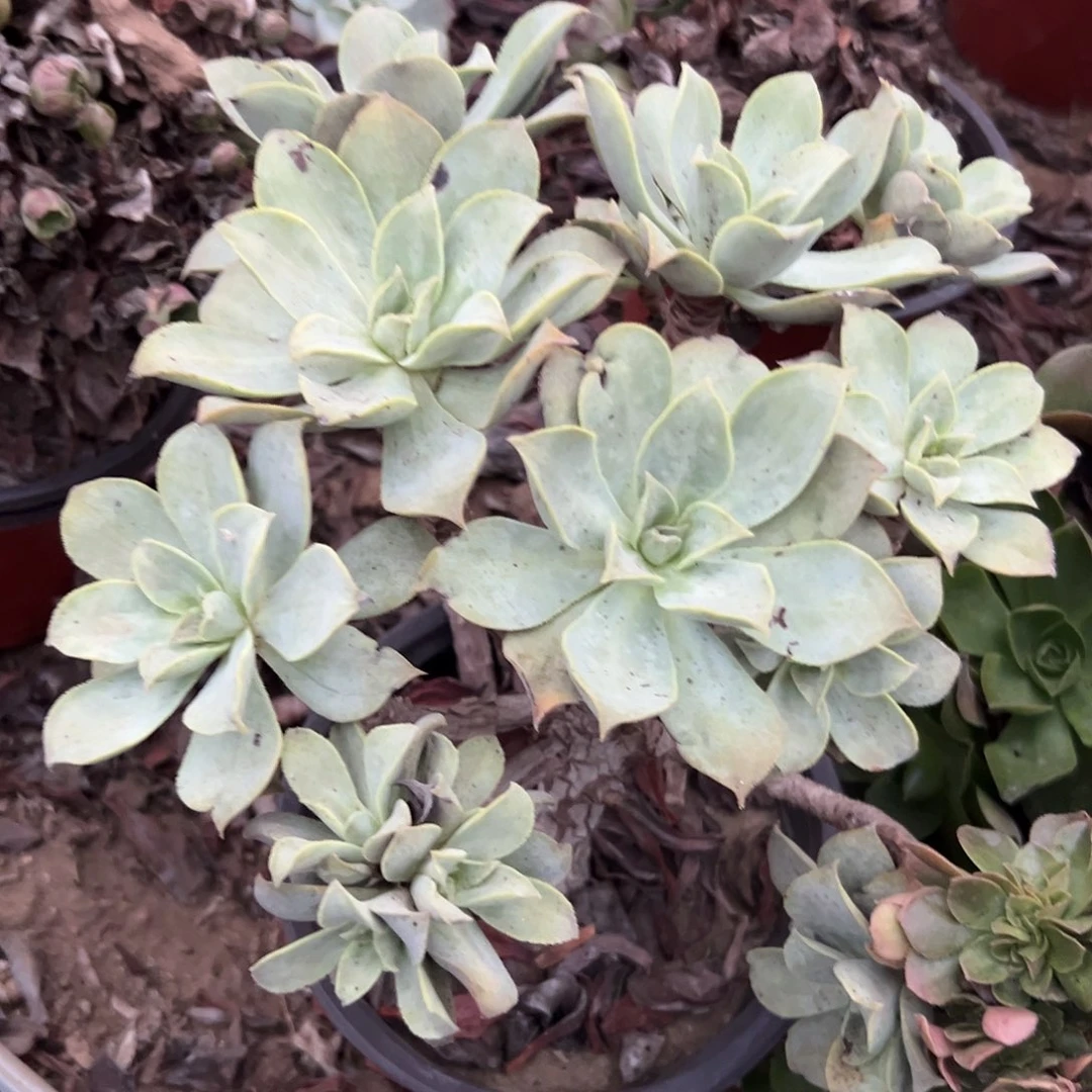 多肉植物粉仙桃群