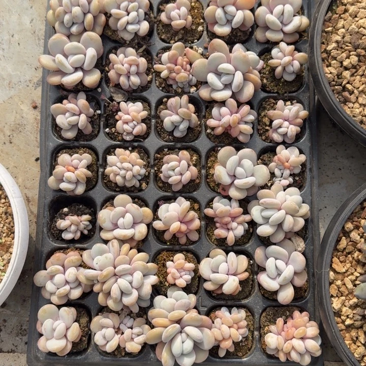 啦啦奶 穴盘 一物一拍