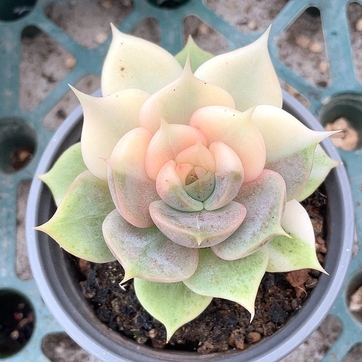 贝加尔湖锦。一物一拍