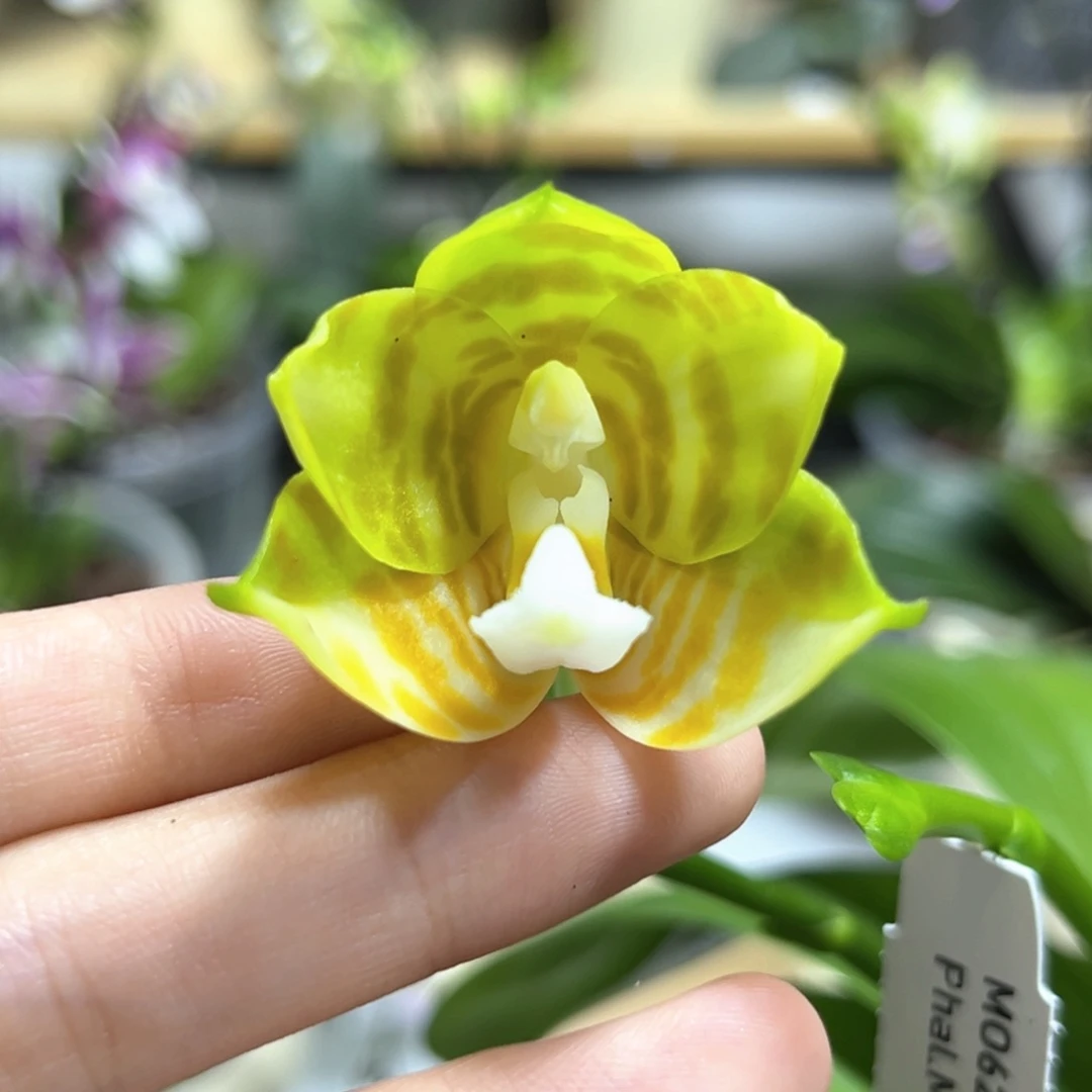 完全开放弥陀反射王开花株