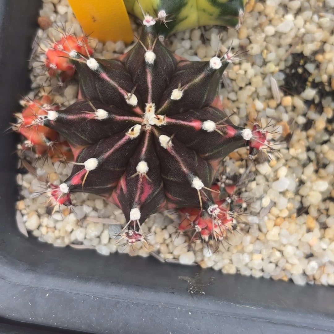 157-1211泰国发货多肉