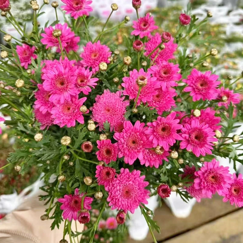 重瓣草莓心-150#盆 玛格丽特盆栽带花苞