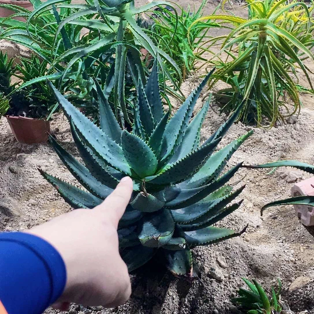 无花朵瓜*00000000000000