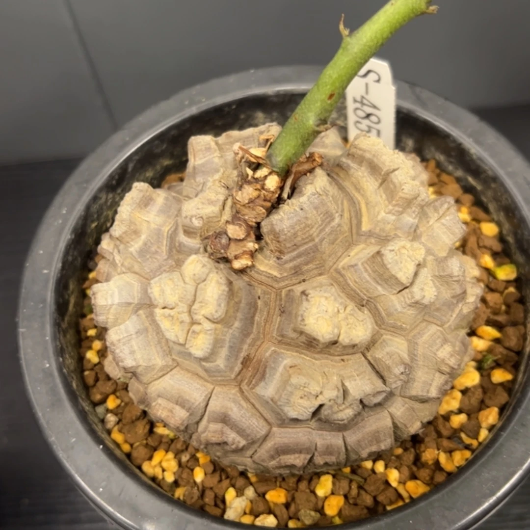 精品盆栽养定龟甲龙485号