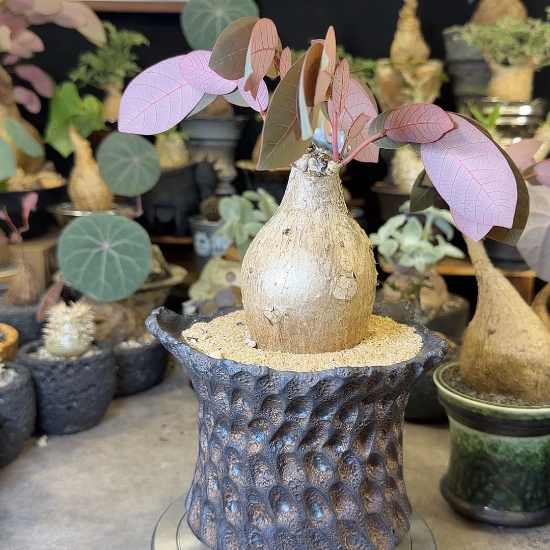 喵***球一物一拍奇异油柑