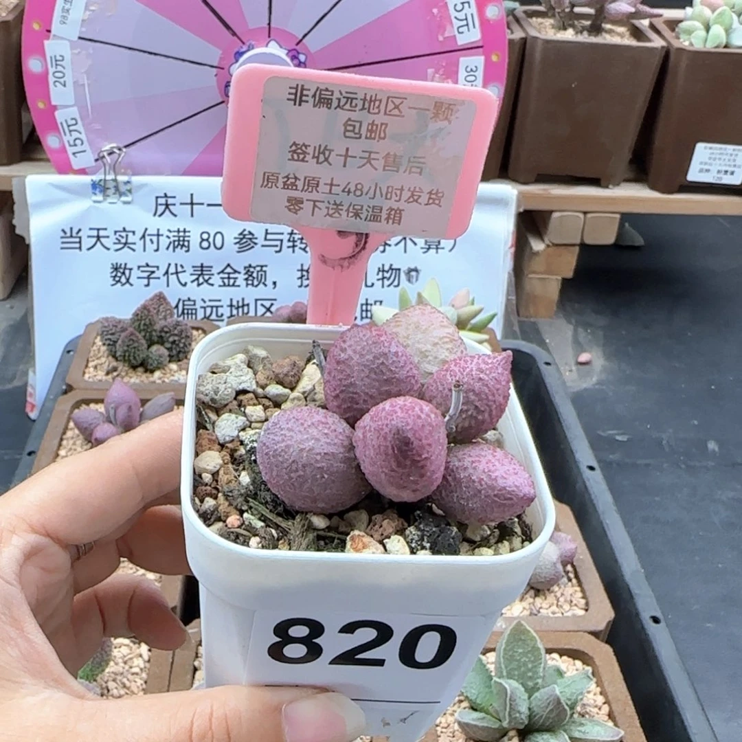 820糖果多肉植物