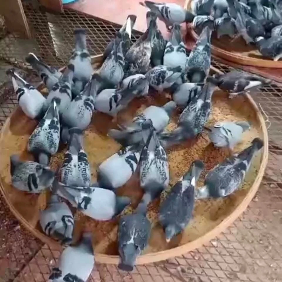 竹编鸽子食槽食盘赛鸽喂食用具