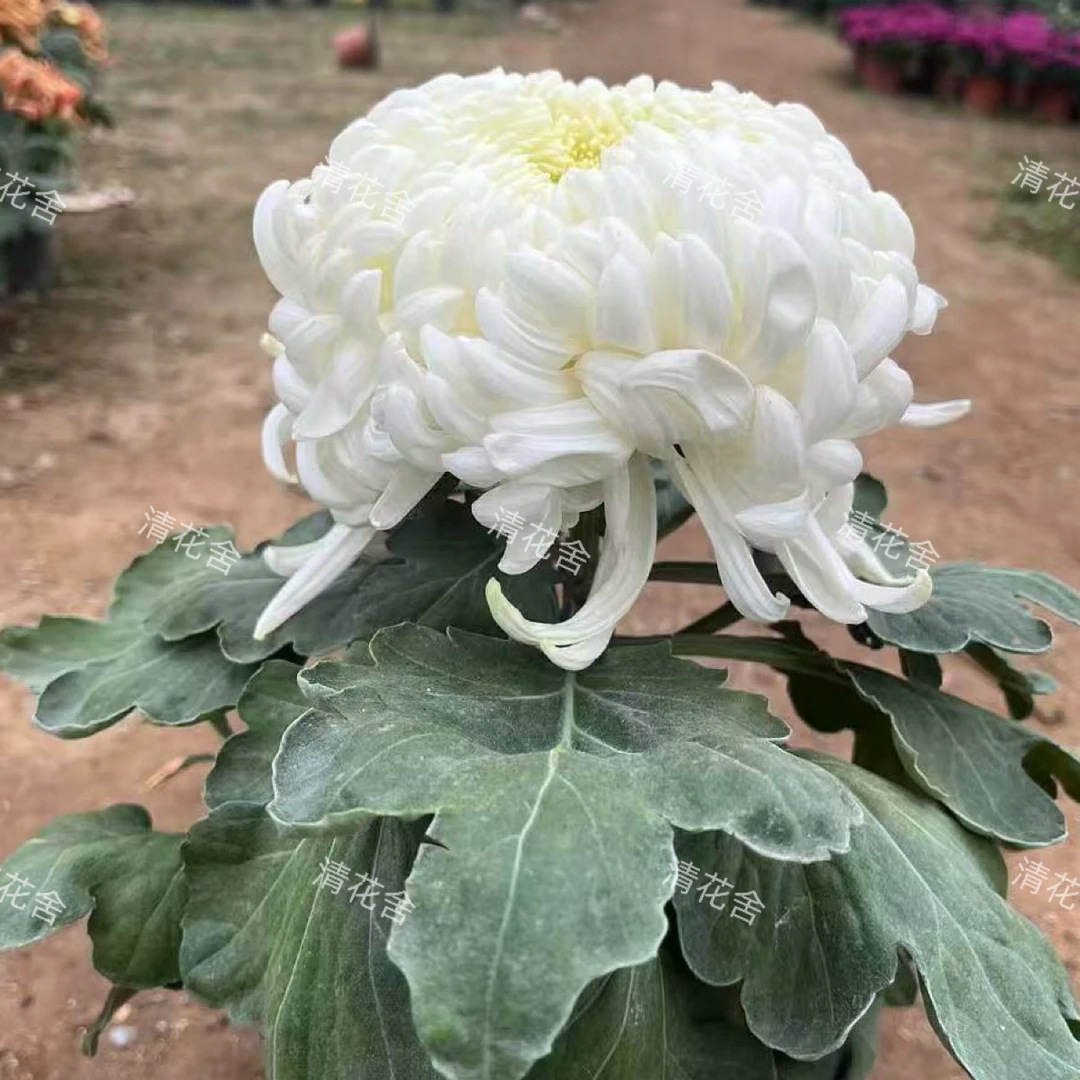 国华万舞（精品九月大菊）独本