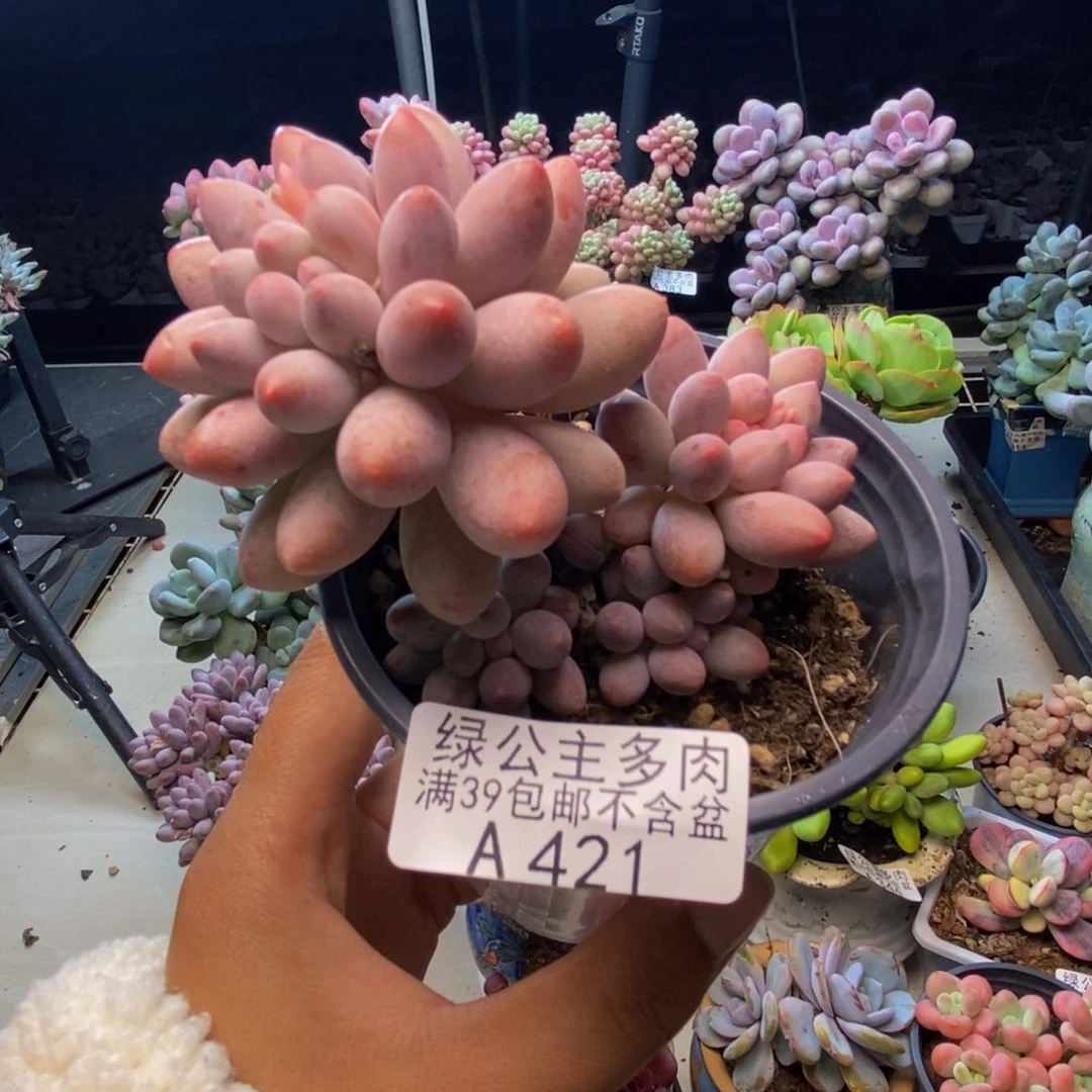 421香水手指奶多肉7cm
