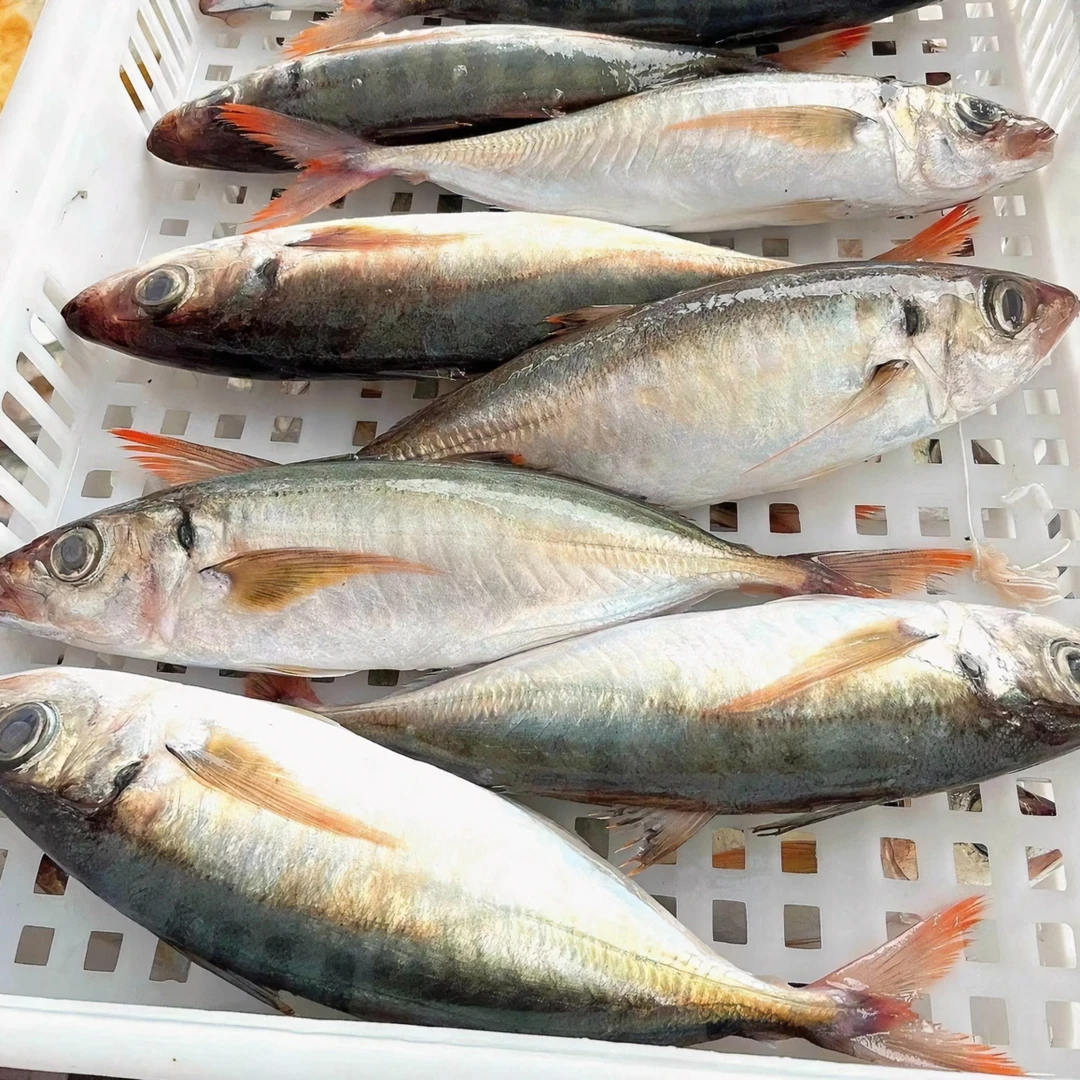 福建泉州海捕特大红尾巴巴浪鱼5斤8条以内全国顺丰京东包邮