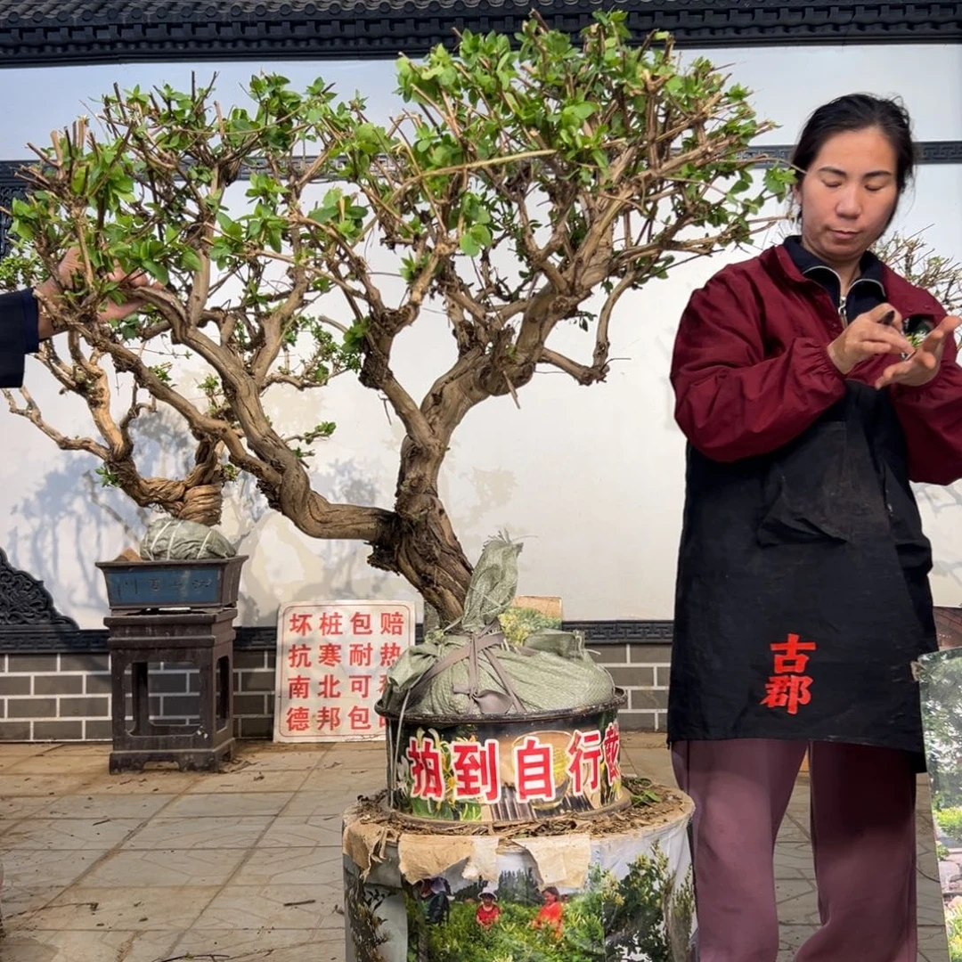 无花朵金银花66666677777