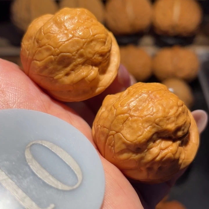 金刚鹦鹉核桃尺寸30