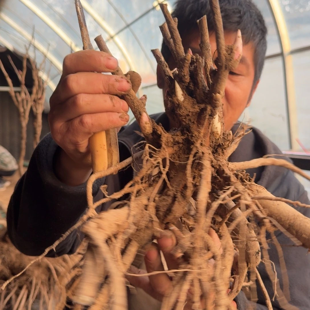 芭茨拉48。