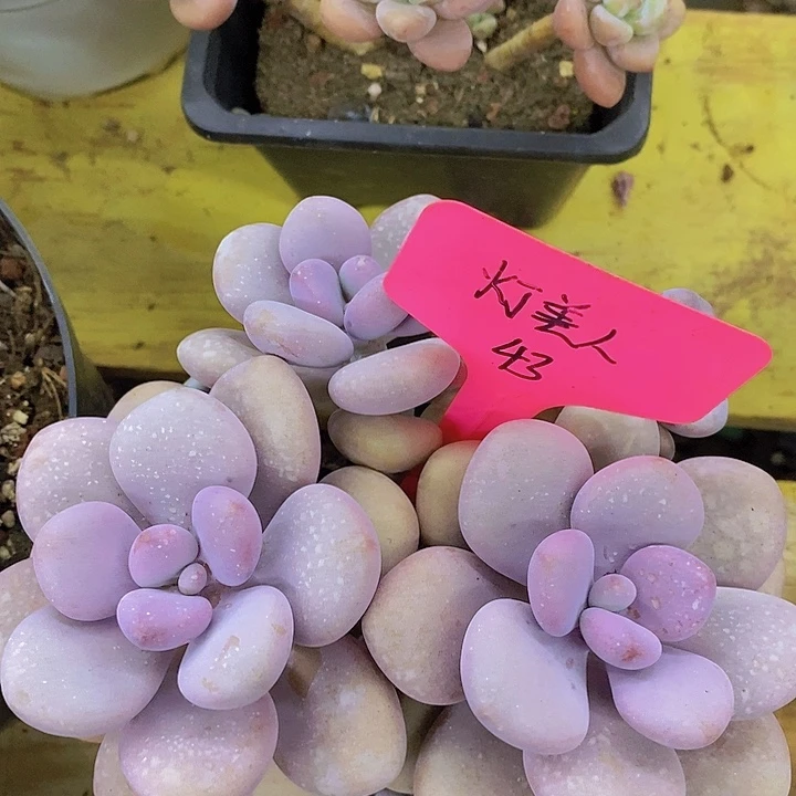 开心多肉植物多肉